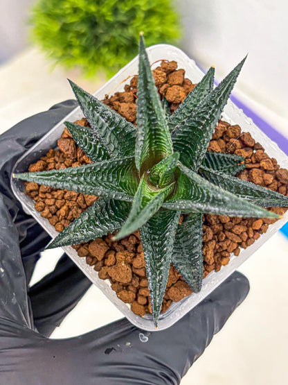 Haworthia koel (wa11) (9) | Easy Care Indoor Plant