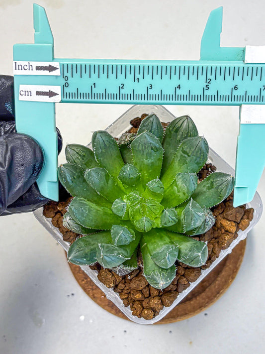 Haworthia obtusa Hyb (wa11) (11) | Easy Care Indoor Plant