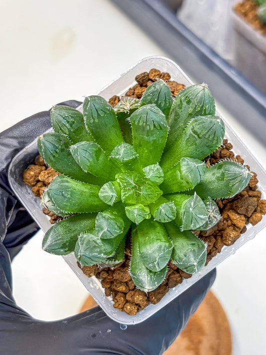 Haworthia obtusa Hyb (wa11) (11) | Easy Care Indoor Plant