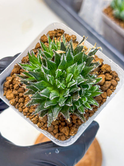 Haworthia Giga (wa11) (12) | Easy Care Indoor Plant