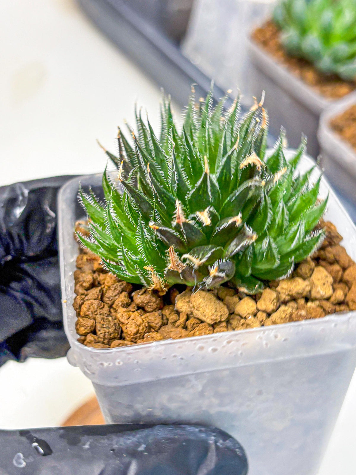 Haworthia Giga (wa11) (12) | Easy Care Indoor Plant