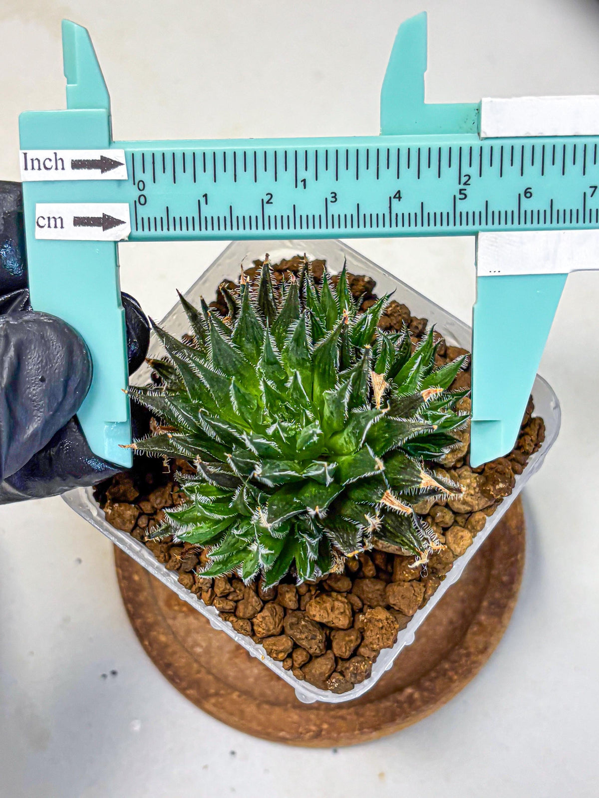 Haworthia Giga (wa11) (12) | Easy Care Indoor Plant