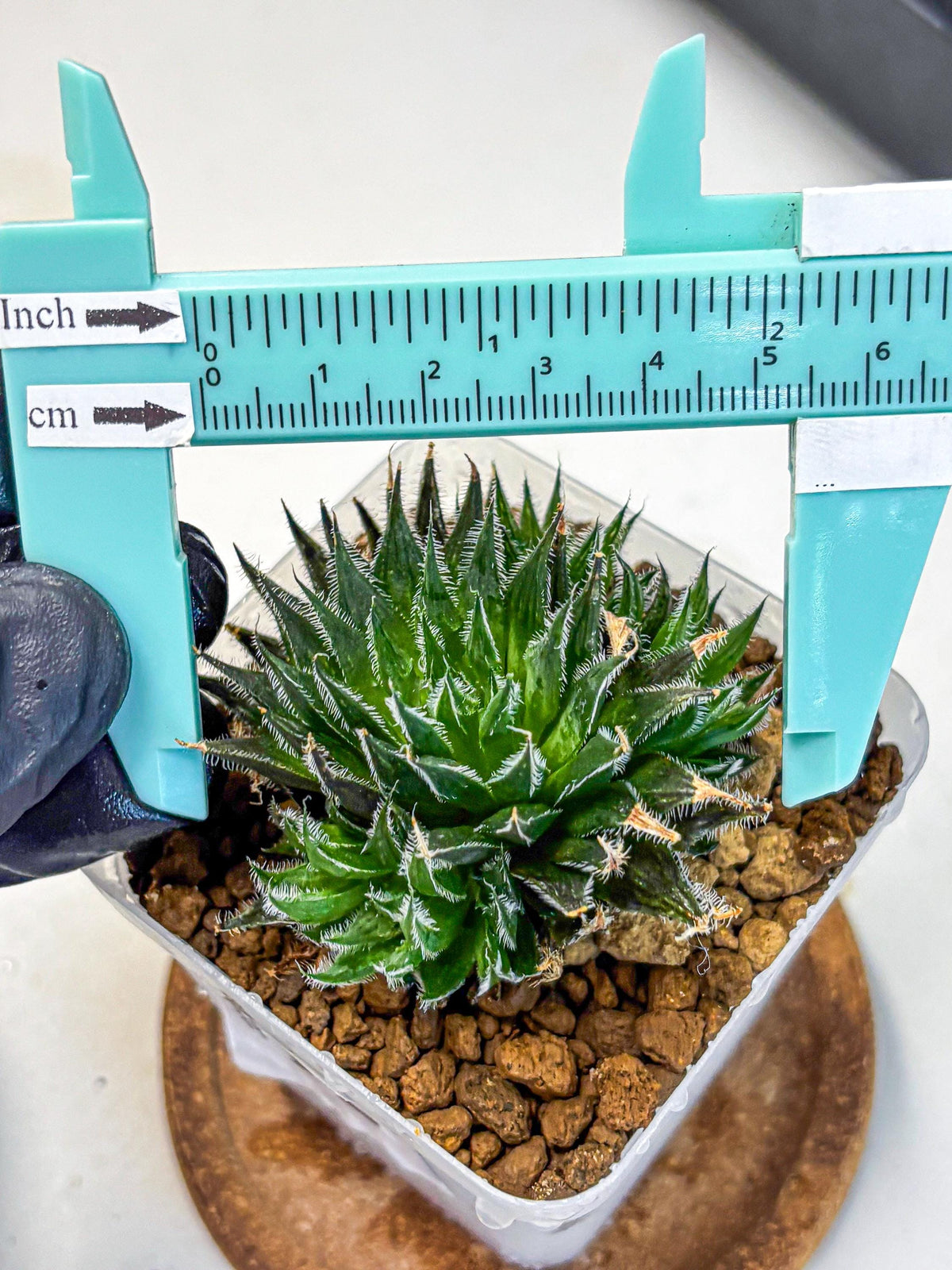 Haworthia Giga (wa11) (12) | Easy Care Indoor Plant