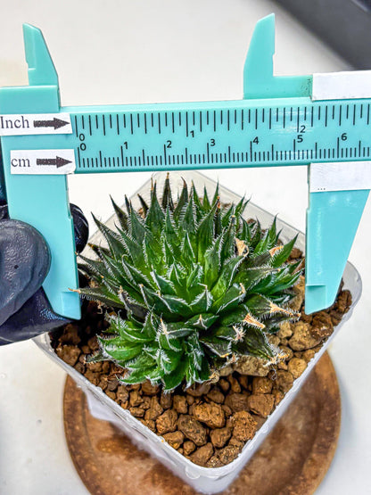 Haworthia Giga (wa11) (12) | Easy Care Indoor Plant