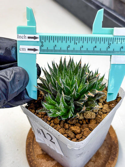 Haworthia Giga (wa11) (12) | Easy Care Indoor Plant