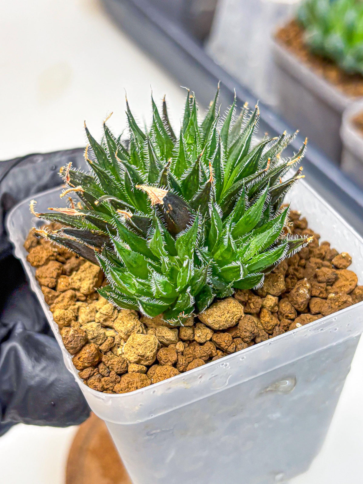 Haworthia Giga (wa11) (12) | Easy Care Indoor Plant