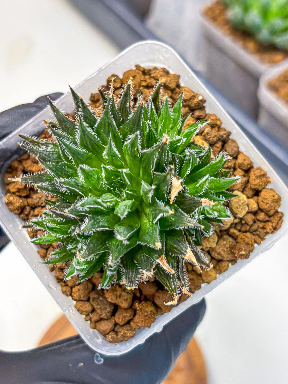 Haworthia Giga (wa11) (12) | Easy Care Indoor Plant
