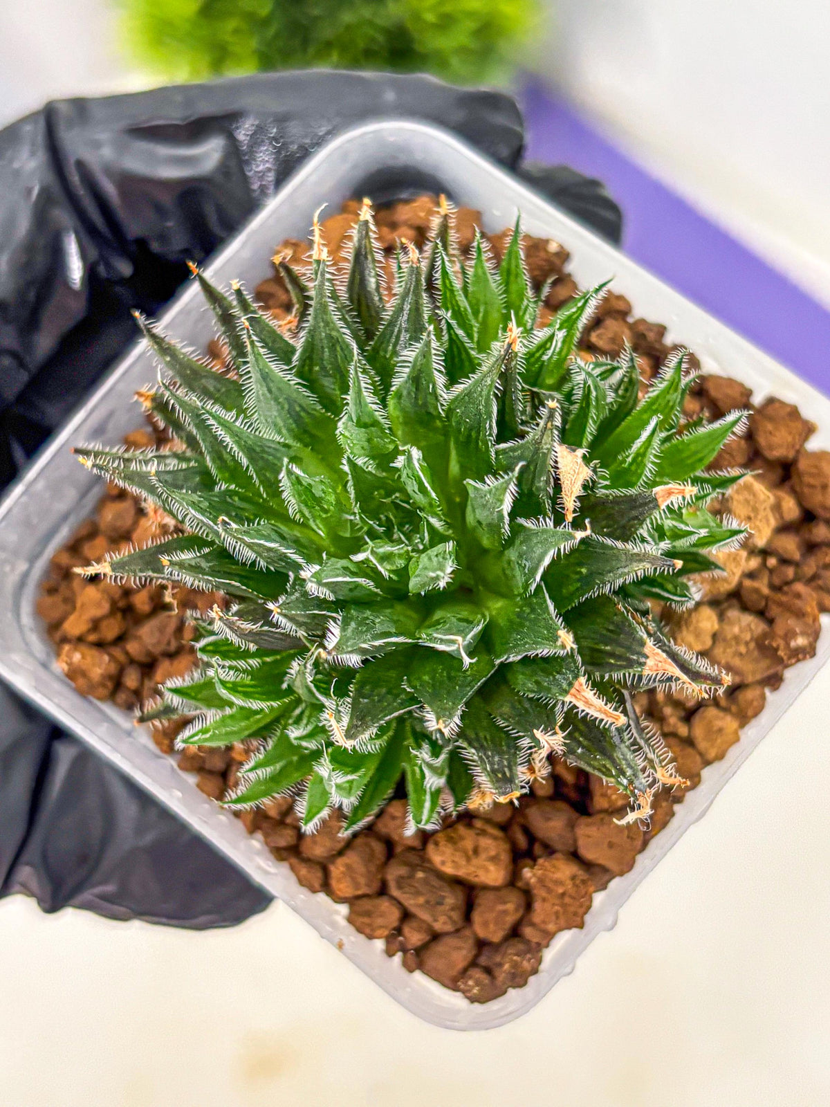 Haworthia Giga (wa11) (12) | Easy Care Indoor Plant