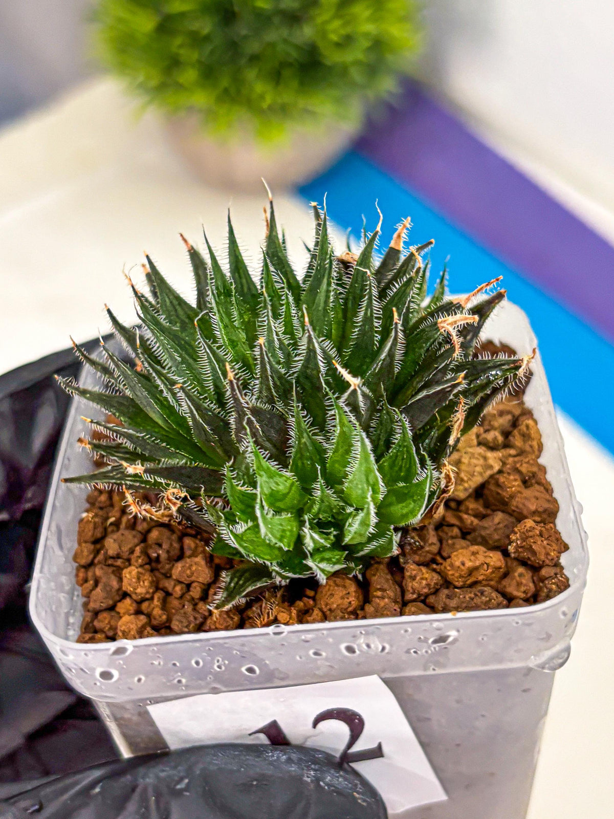 Haworthia Giga (wa11) (12) | Easy Care Indoor Plant