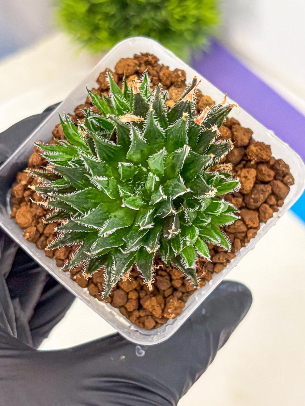 Haworthia Giga (wa11) (12) | Easy Care Indoor Plant