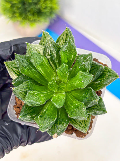 Haworthia Obtusa ‘Lotus Lantern’ (wa11) (13) | Easy Care Indoor Plant