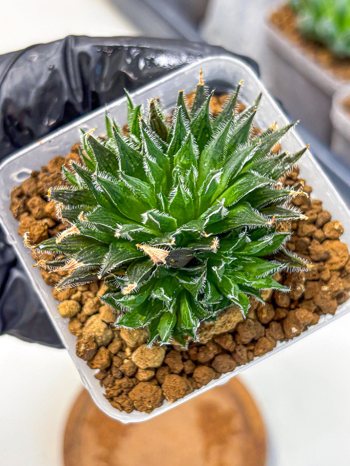 Haworthia Giga (wa11) (12) | Easy Care Indoor Plant