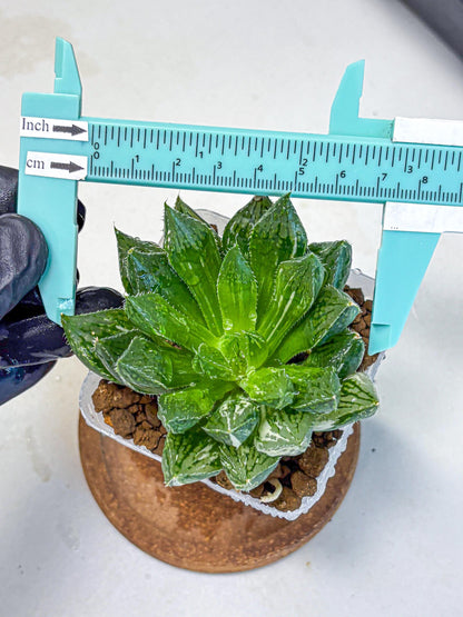 Haworthia Obtusa ‘Lotus Lantern’ (wa11) (13) | Easy Care Indoor Plant