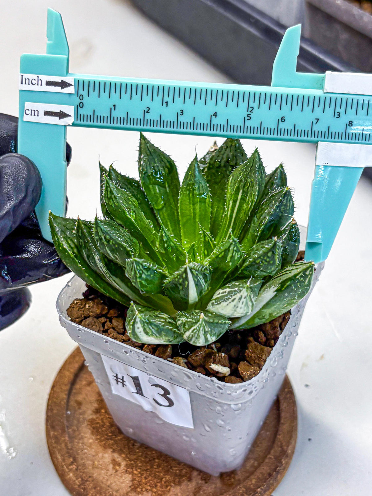 Haworthia Obtusa ‘Lotus Lantern’ (wa11) (13) | Easy Care Indoor Plant
