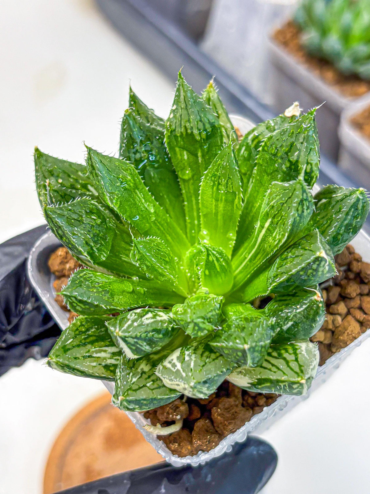 Haworthia Obtusa ‘Lotus Lantern’ (wa11) (13) | Easy Care Indoor Plant