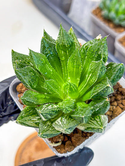 Haworthia Obtusa ‘Lotus Lantern’ (wa11) (13) | Easy Care Indoor Plant