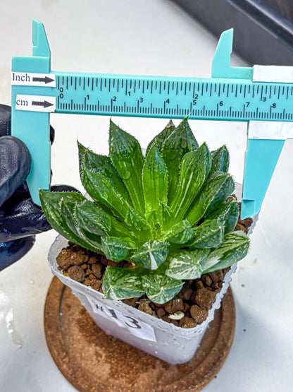 Haworthia Obtusa ‘Lotus Lantern’ (wa11) (13) | Easy Care Indoor Plant