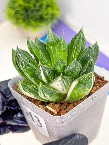 Haworthia Obtusa ‘Lotus Lantern’ (wa11) (13) | Easy Care Indoor Plant