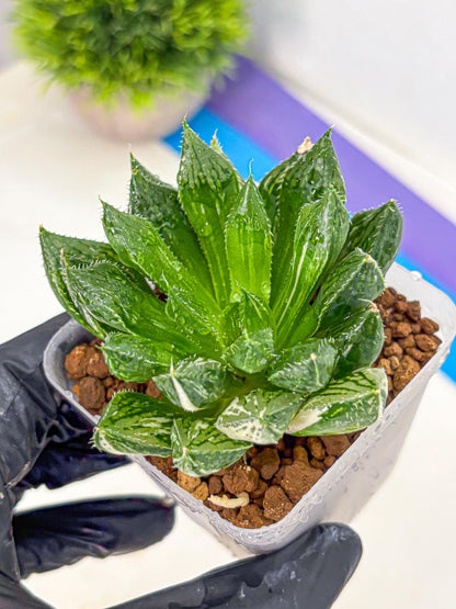Haworthia Obtusa ‘Lotus Lantern’ (wa11) (13) | Easy Care Indoor Plant