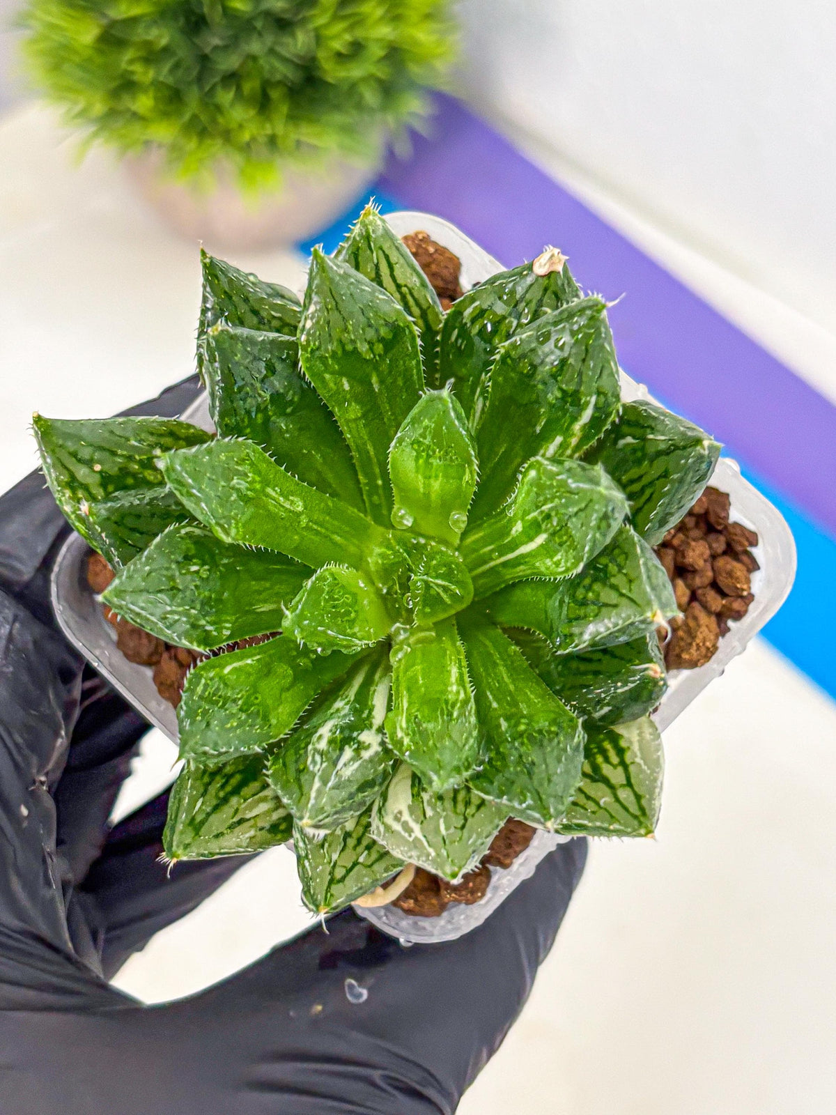 Haworthia Obtusa ‘Lotus Lantern’ (wa11) (13) | Easy Care Indoor Plant