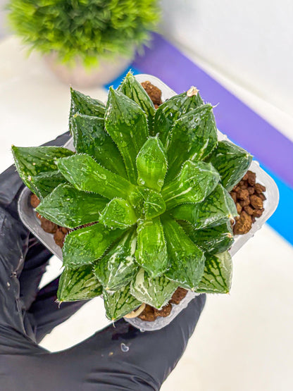 Haworthia Obtusa ‘Lotus Lantern’ (wa11) (13) | Easy Care Indoor Plant