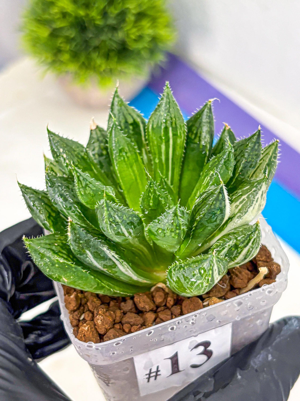 Haworthia Obtusa ‘Lotus Lantern’ (wa11) (13) | Easy Care Indoor Plant