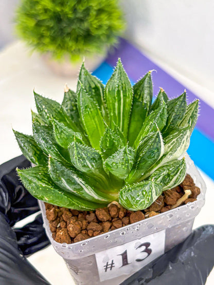 Haworthia Obtusa ‘Lotus Lantern’ (wa11) (13) | Easy Care Indoor Plant