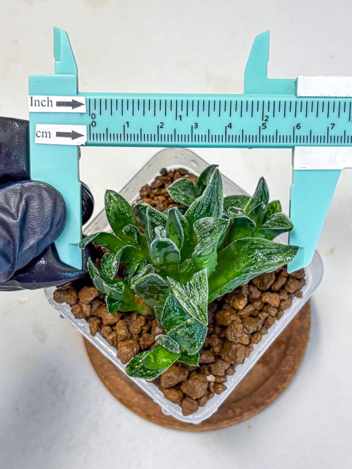 Haworthia Tiger pygmaea (wa11) (14) | Easy Care Indoor Plant
