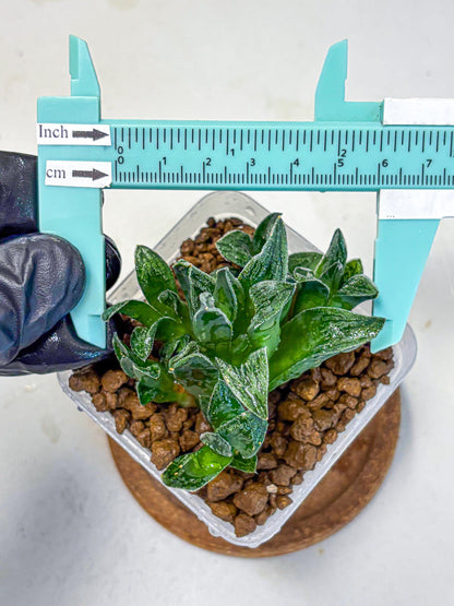 Haworthia Tiger pygmaea (wa11) (14) | Easy Care Indoor Plant