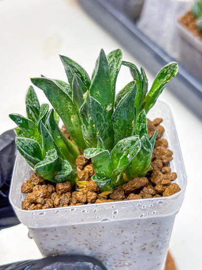 Haworthia Tiger pygmaea (wa11) (14) | Easy Care Indoor Plant