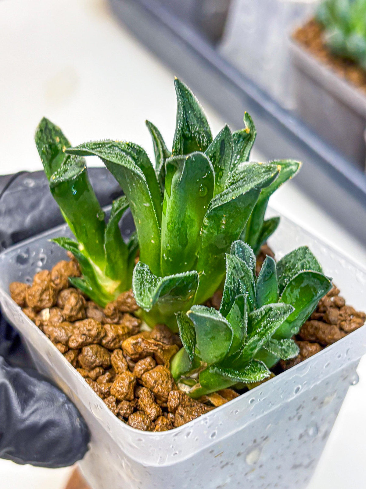 Haworthia Tiger pygmaea (wa11) (14) | Easy Care Indoor Plant