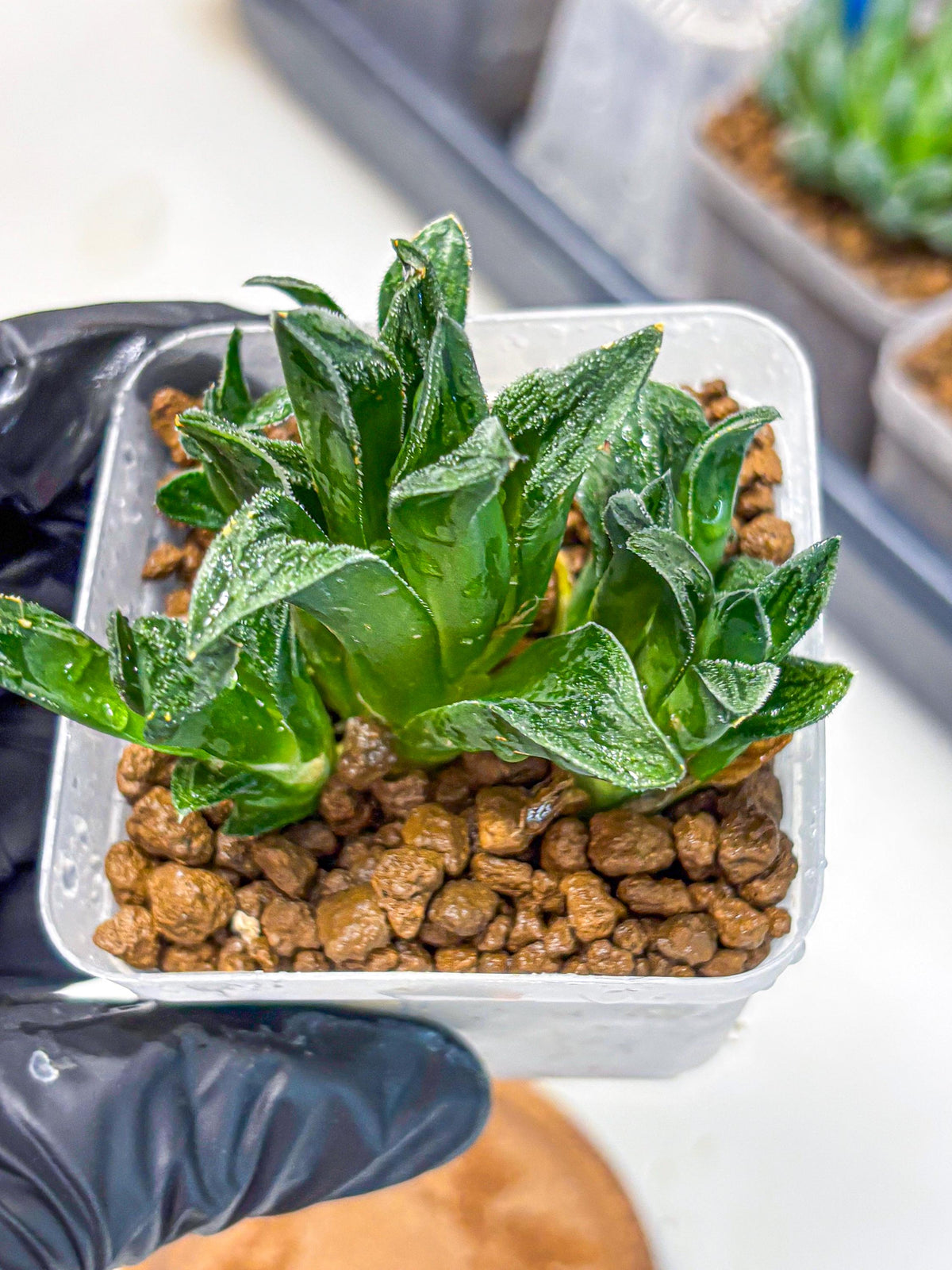 Haworthia Tiger pygmaea (wa11) (14) | Easy Care Indoor Plant