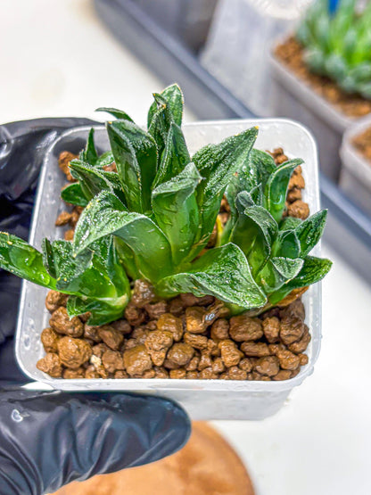 Haworthia Tiger pygmaea (wa11) (14) | Easy Care Indoor Plant