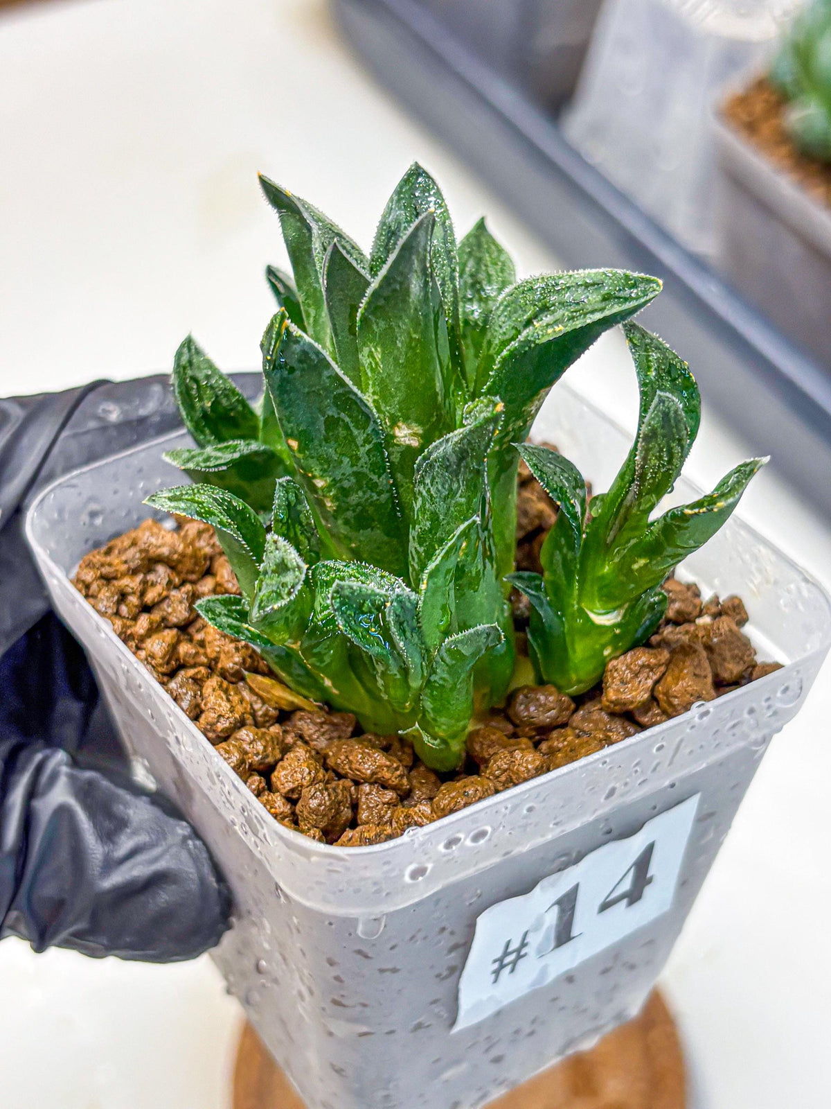 Haworthia Tiger pygmaea (wa11) (14) | Easy Care Indoor Plant