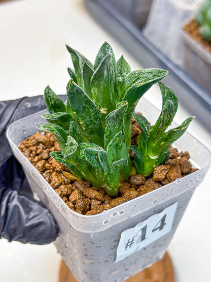 Haworthia Tiger pygmaea (wa11) (14) | Easy Care Indoor Plant