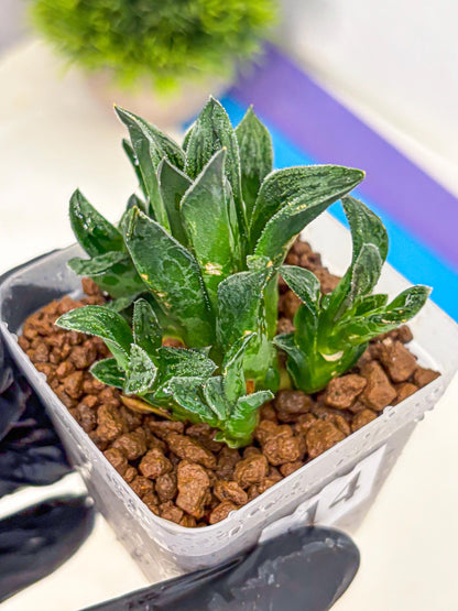 Haworthia Tiger pygmaea (wa11) (14) | Easy Care Indoor Plant