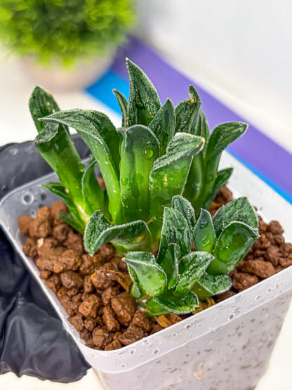 Haworthia Tiger pygmaea (wa11) (14) | Easy Care Indoor Plant