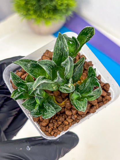 Haworthia Tiger pygmaea (wa11) (14) | Easy Care Indoor Plant