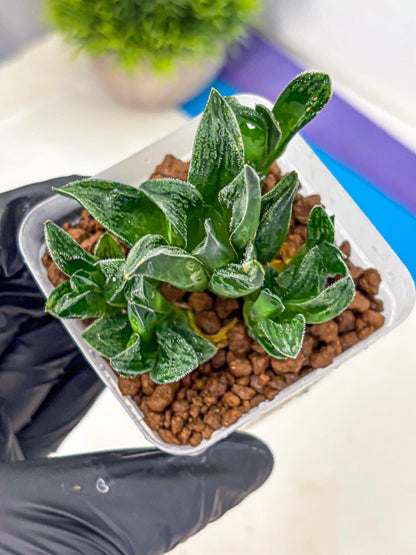 Haworthia Tiger pygmaea (wa11) (14) | Easy Care Indoor Plant