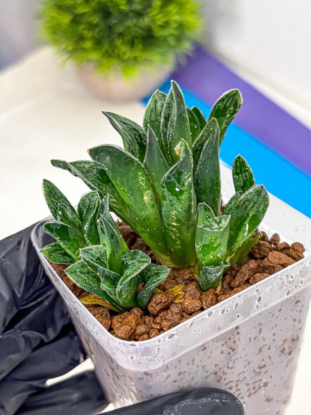 Haworthia Tiger pygmaea (wa11) (14) | Easy Care Indoor Plant