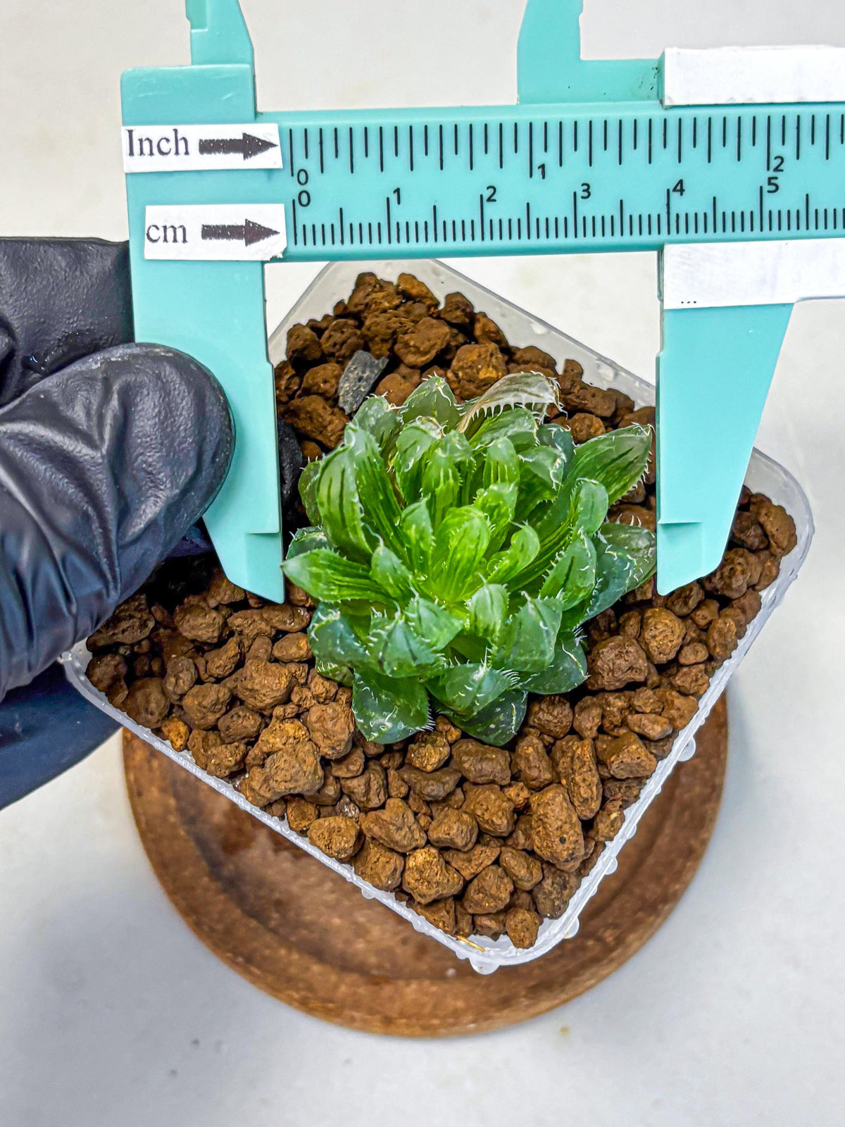 Haworthia Emerald Cloud (wa11) (15) | Easy Care Indoor Plant