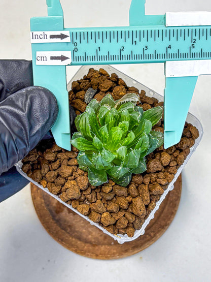 Haworthia Emerald Cloud (wa11) (15) | Easy Care Indoor Plant