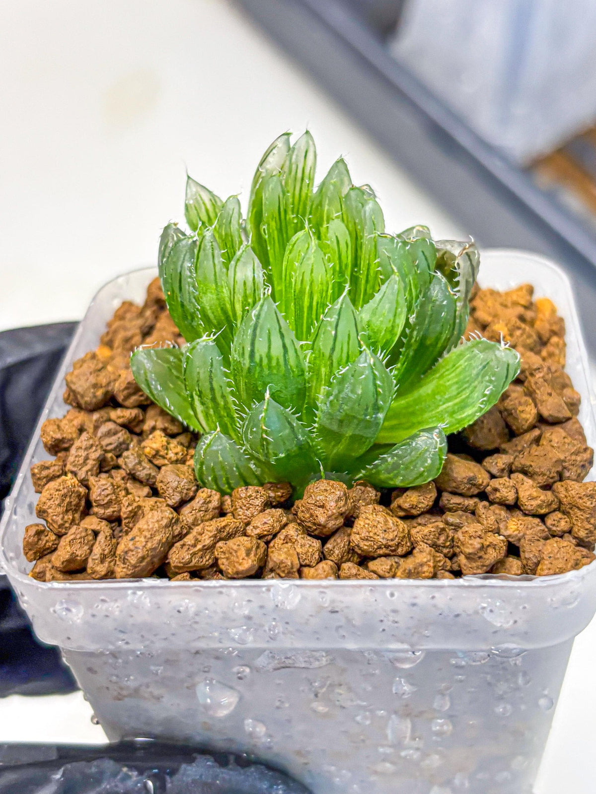 Haworthia Emerald Cloud (wa11) (15) | Easy Care Indoor Plant