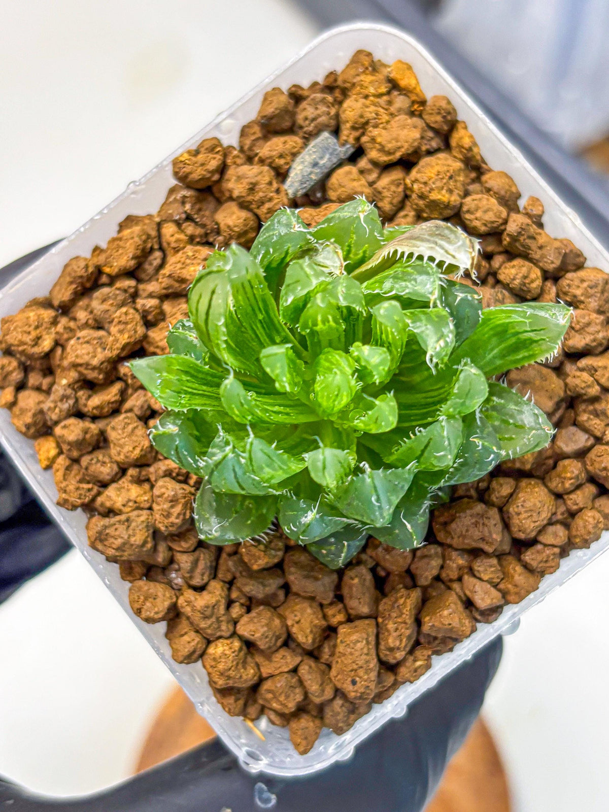 Haworthia Emerald Cloud (wa11) (15) | Easy Care Indoor Plant