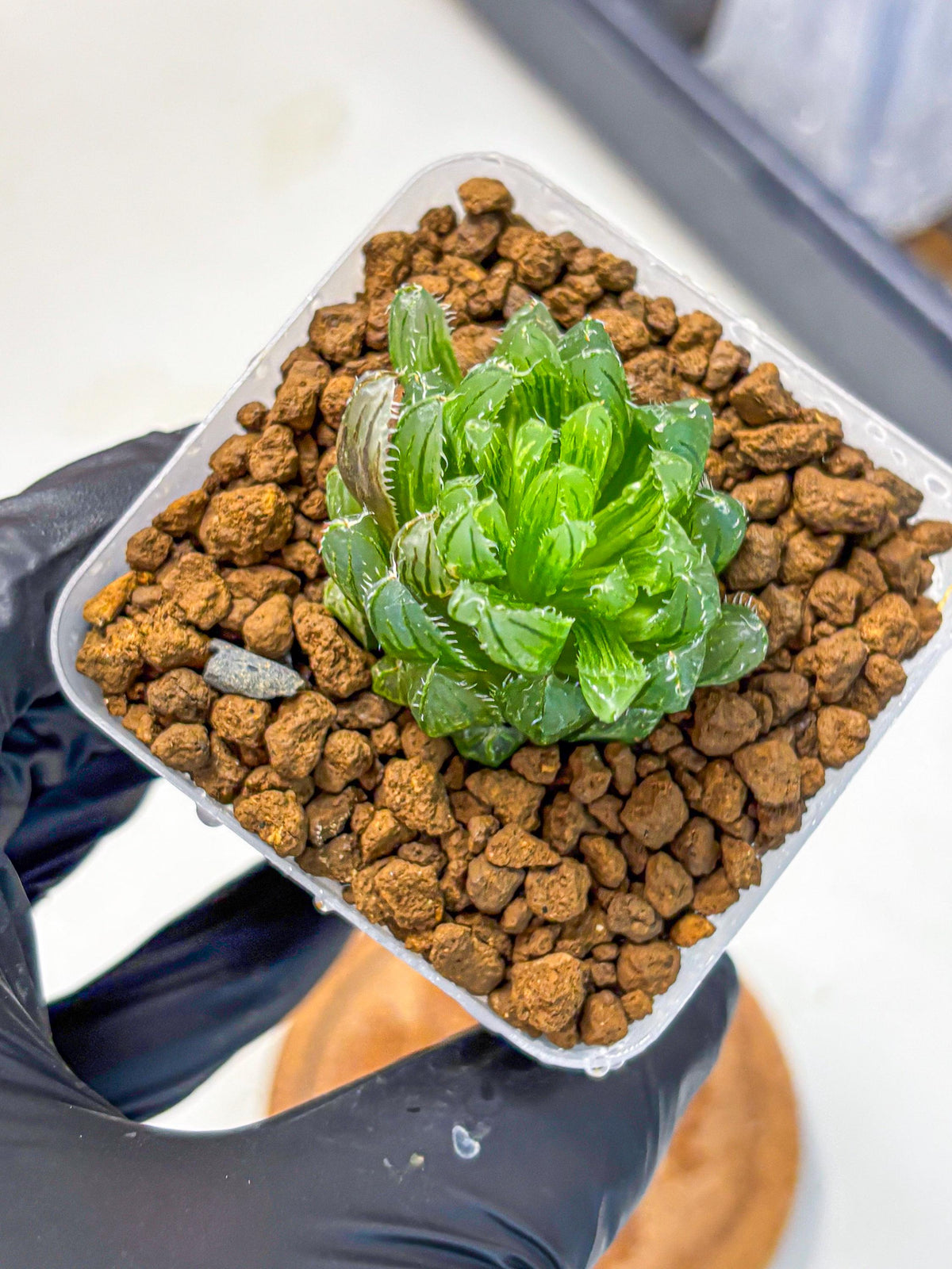 Haworthia Emerald Cloud (wa11) (15) | Easy Care Indoor Plant