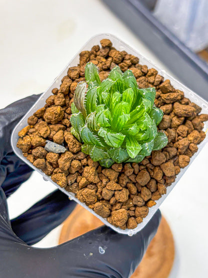 Haworthia Emerald Cloud (wa11) (15) | Easy Care Indoor Plant