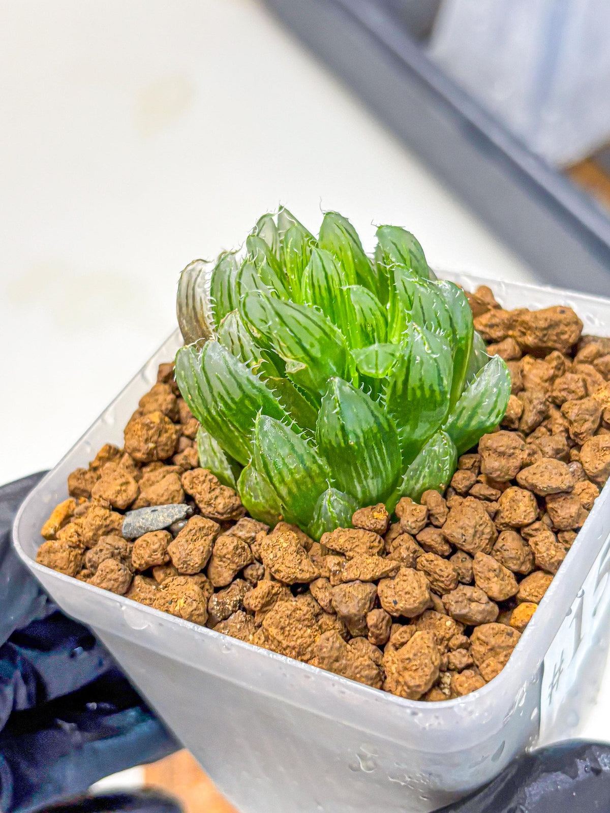 Haworthia Emerald Cloud (wa11) (15) | Easy Care Indoor Plant