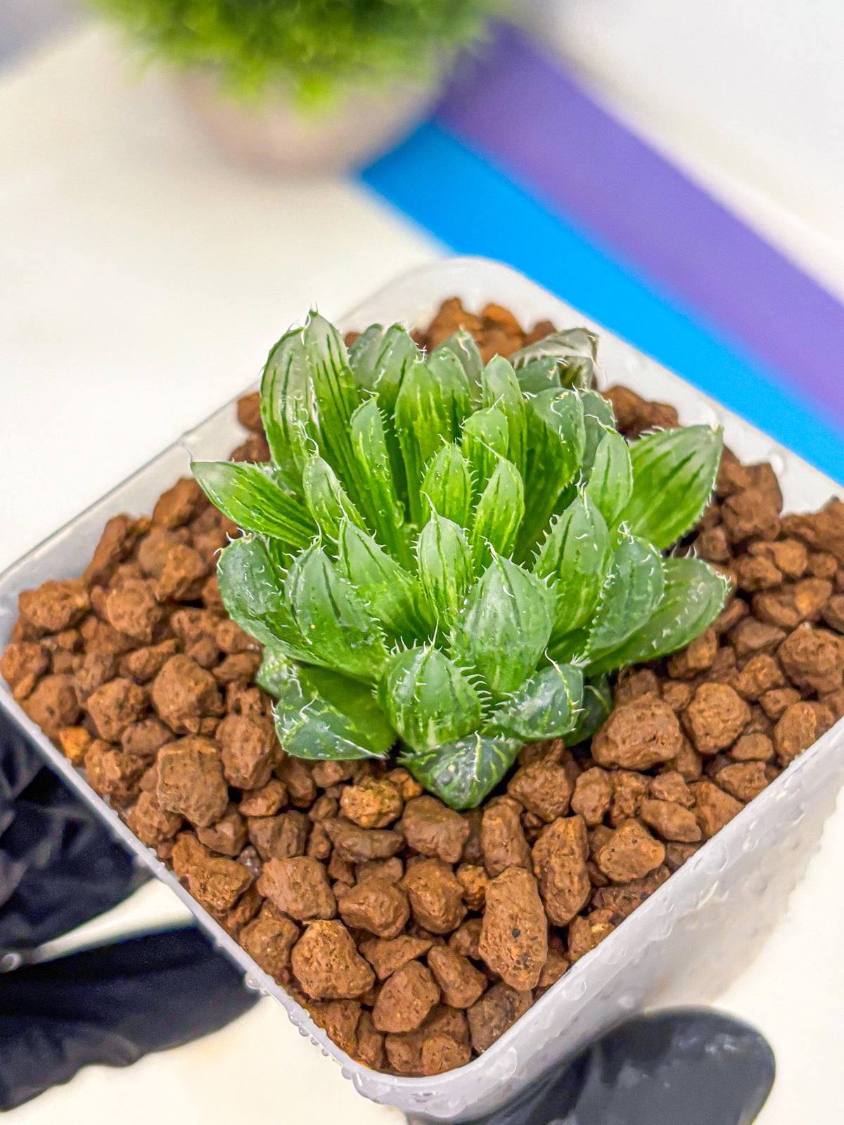 Haworthia Emerald Cloud (wa11) (15) | Easy Care Indoor Plant