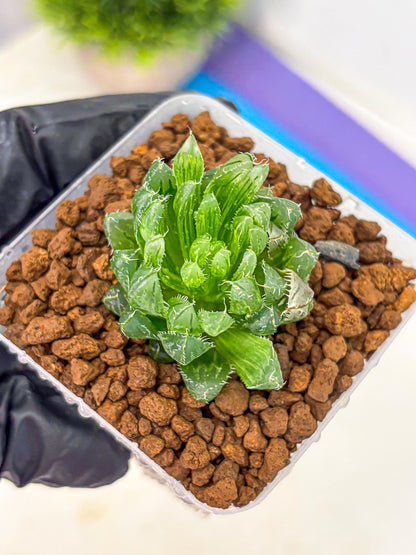 Haworthia Emerald Cloud (wa11) (15) | Easy Care Indoor Plant