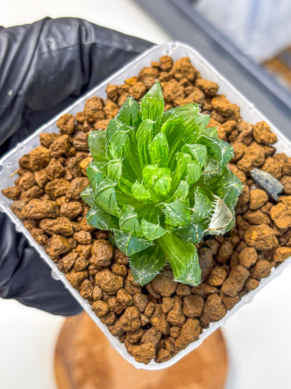 Haworthia Emerald Cloud (wa11) (15) | Easy Care Indoor Plant